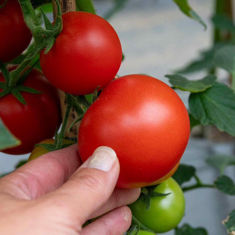 Cordon Tomato Plant 'Maisey'