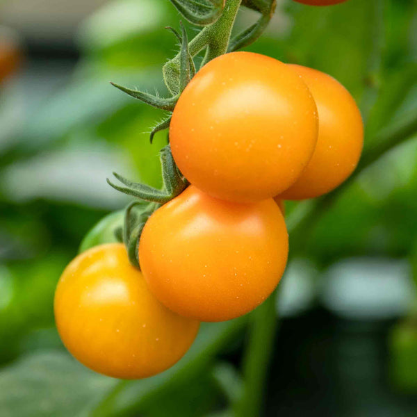 Cordon Tomato Plant 'Orange Paruche'