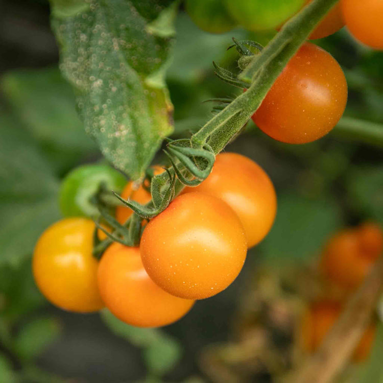 Cordon Tomato Plant 'Orange Paruche'