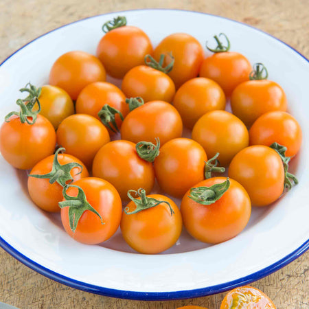 Cordon Tomato Plant 'Orange Paruche'