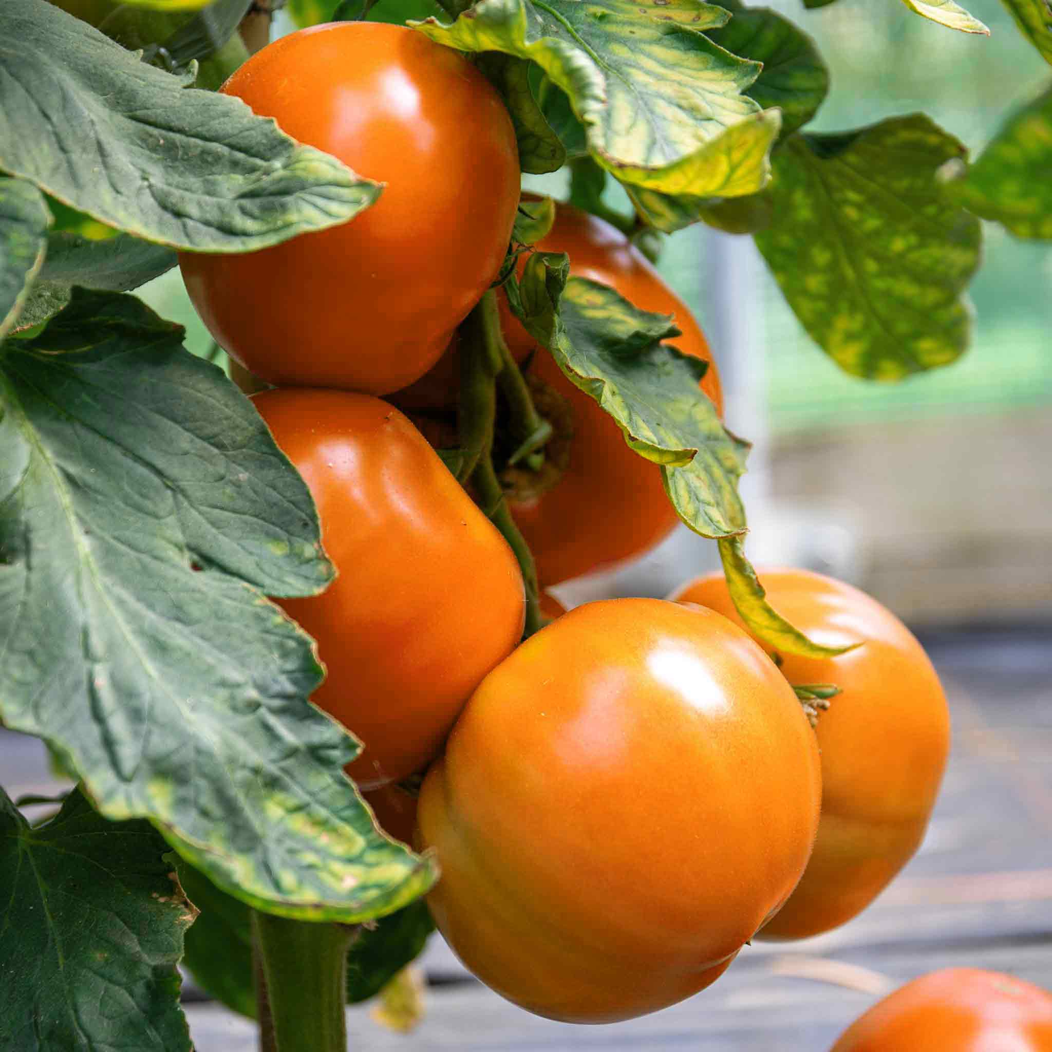 Tomato Seeds 'Orange Wellington' | Marshalls Garden