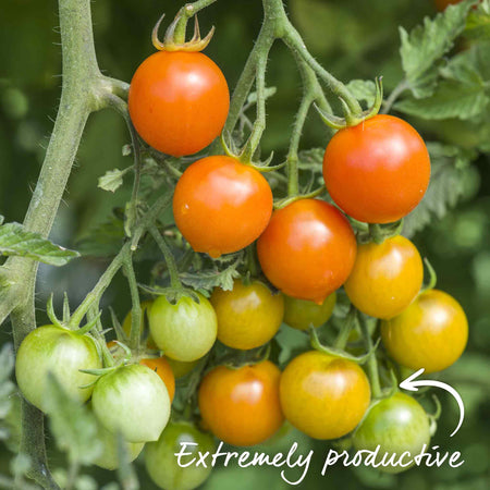 Bush Tomato Plant 'Orangeto'