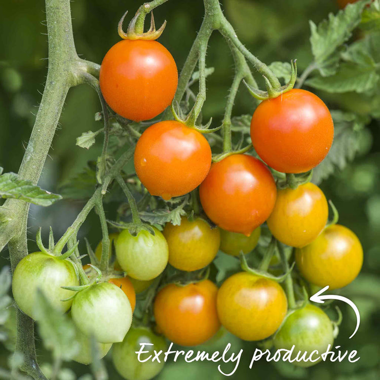 Bush Tomato Plant 'Orangeto'