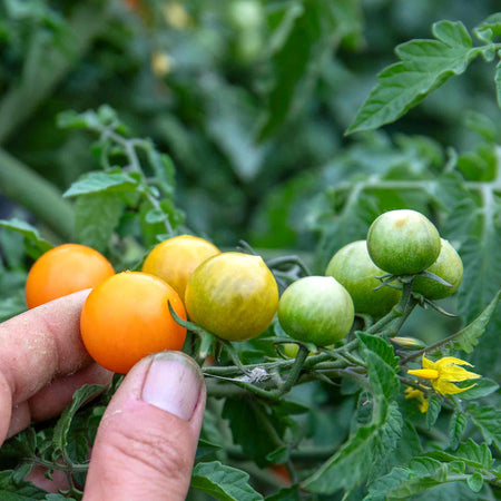 Bush Tomato Plant 'Orangeto'