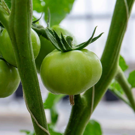 Cordon Tomato Plant 'Paoline'