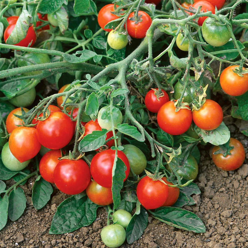 Tomato Seeds 'Red Alert' F1