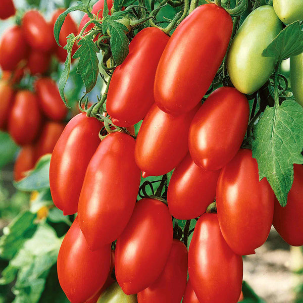 Cordon Tomato Plant 'San Marzano'