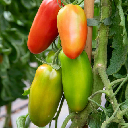 Cordon Tomato Plant 'San Marzano'