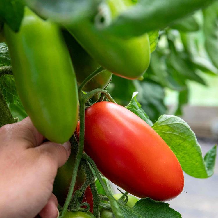 Cordon Tomato Plant 'San Marzano'