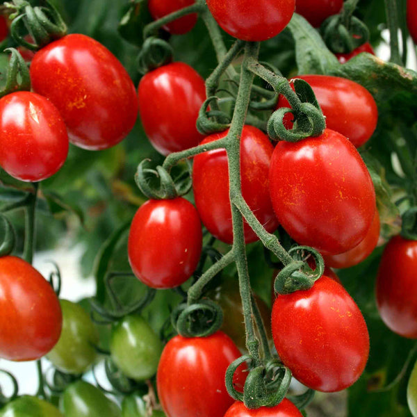 Tomato Seeds 'Sungrape' F1