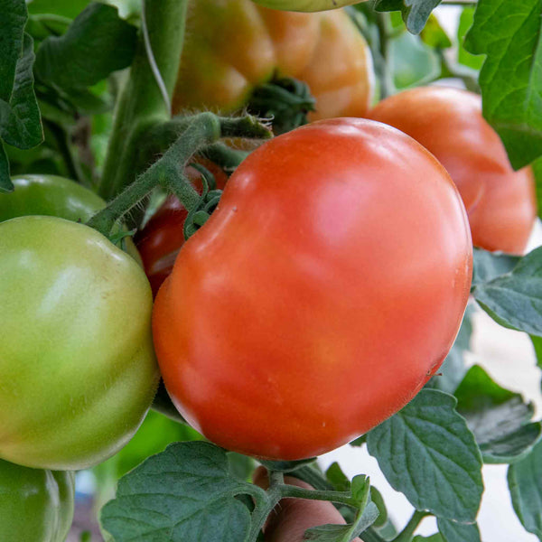 Bush Tomato Plant 'Super Marmande'