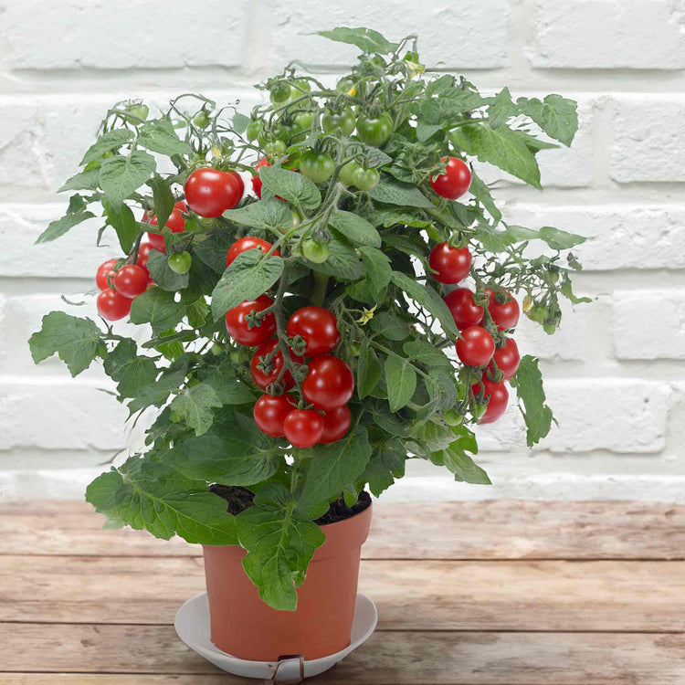 Bush Tomato Plant 'Kitchen Growers Collection'