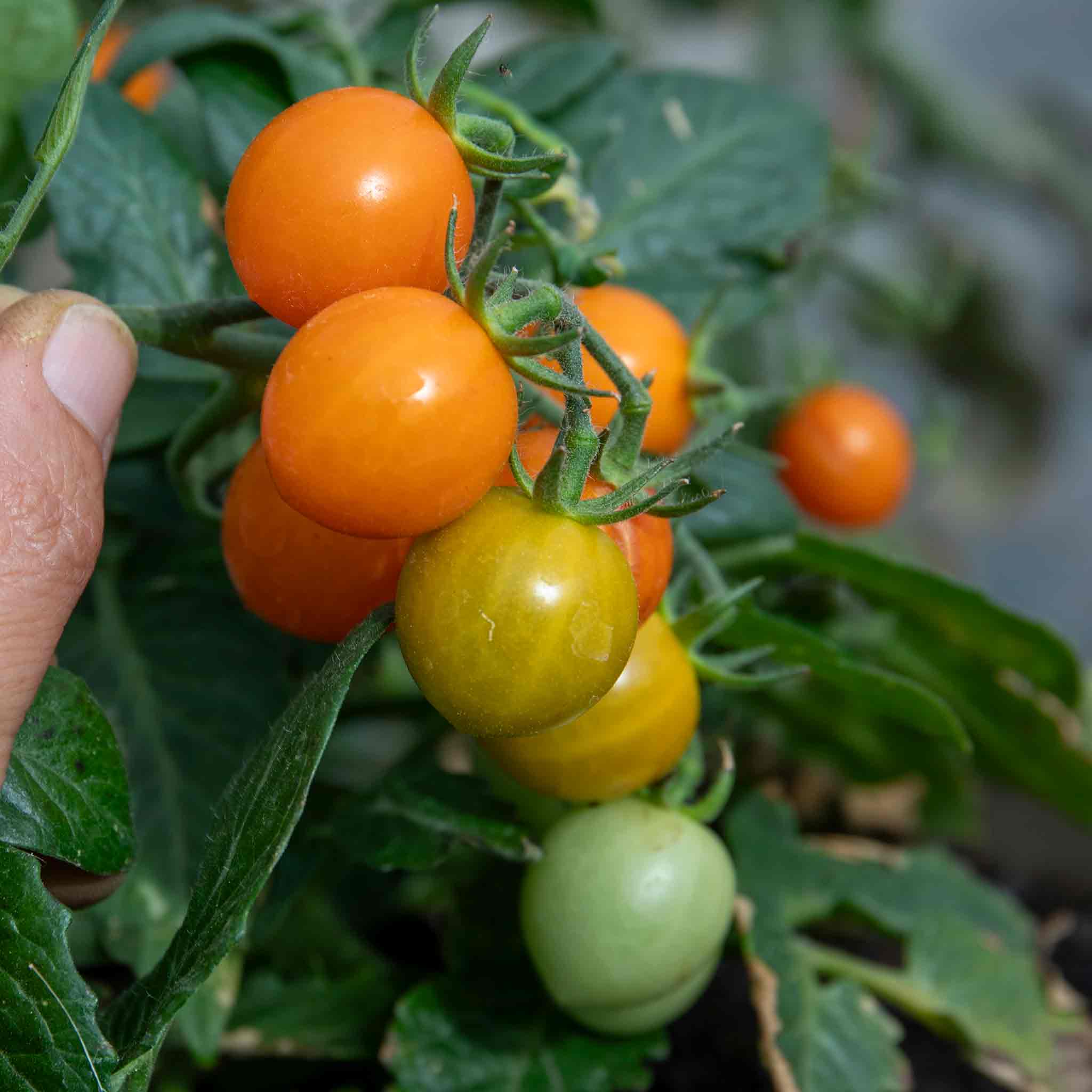 Bush Tomato Plant 'Tiny Tempatations Orange' | Marshalls Garden