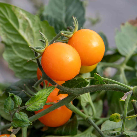 Bush Tomato Plant 'Tiny Tempatations Orange'