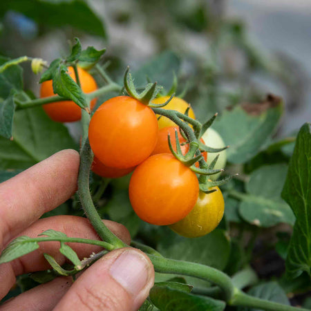 Bush Tomato Plant 'Tiny Tempatations Orange'