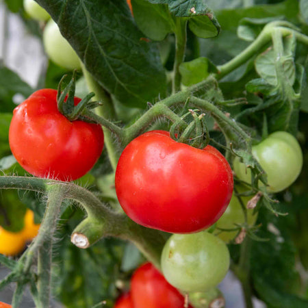 Bush Tomato Plant 'Totem'