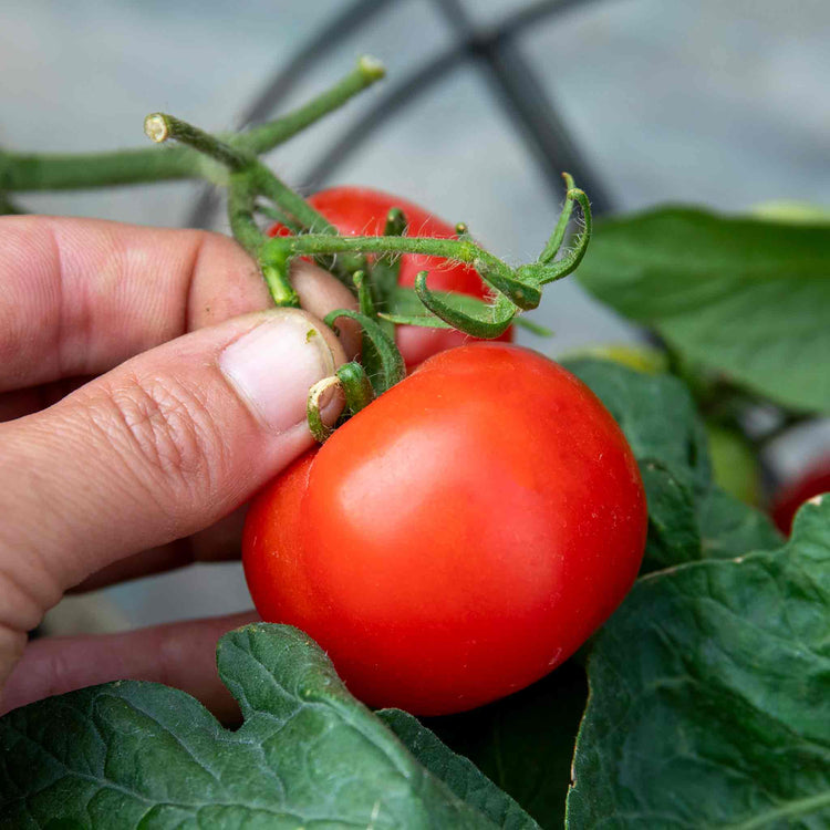 Bush Tomato Plant 'Totem'