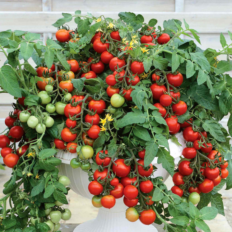 Bush Tomato Plant 'Totem'