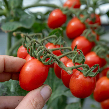 Tomato Plant 'Outdoor Collection'