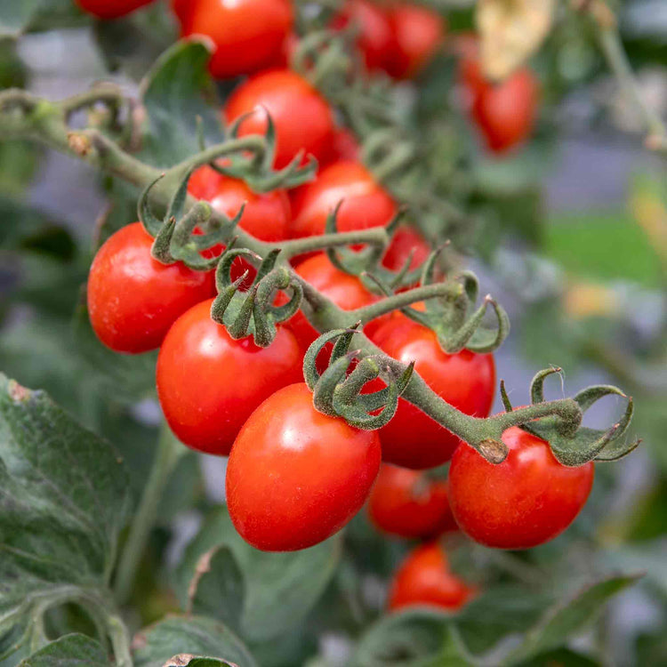 Bush Tomato Plant 'Tropical Ruby'