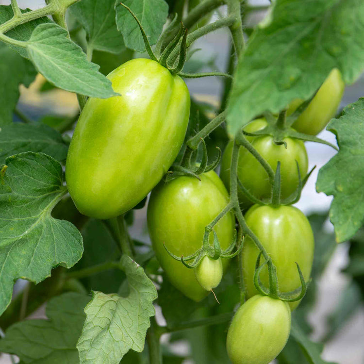 Cordon Tomato Plant 'Vivacious'