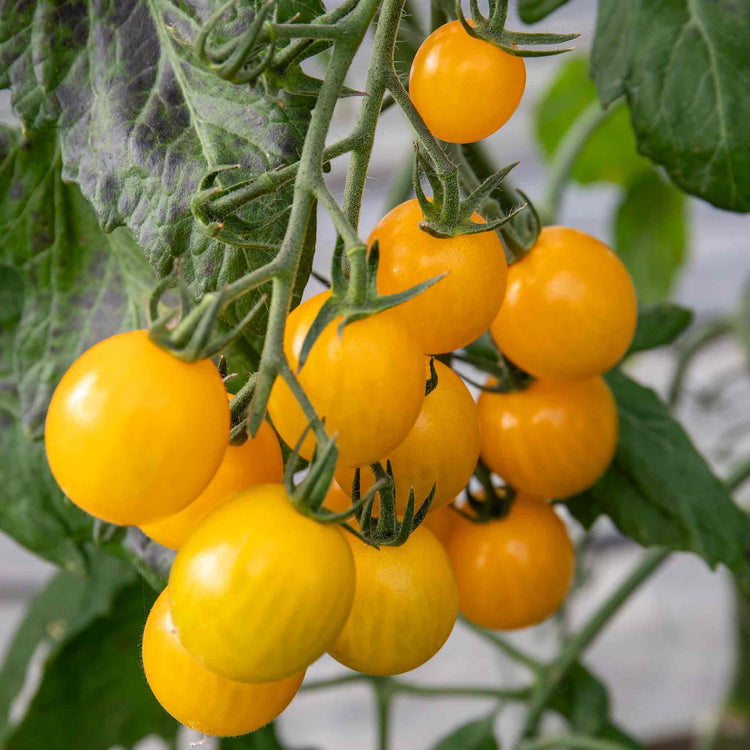 Cordon Tomato Plant 'Yellow Mimi'