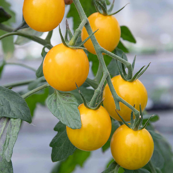 Cordon Tomato Plant 'Yellow Mimi'