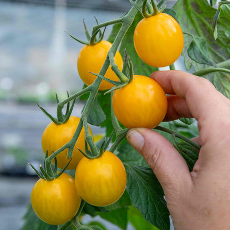 Cordon Tomato Plant 'Yellow Mimi'