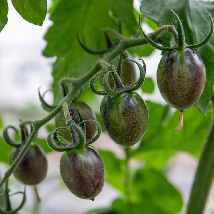 Cordon Tomato Plant 'Black Moon'