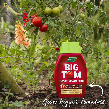 Bush Tomato Plant 'Big League Beefsteak'