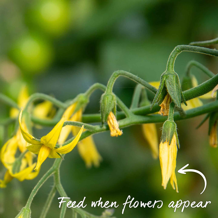 Bush Tomato Plant 'Indigo Cherry Drops'