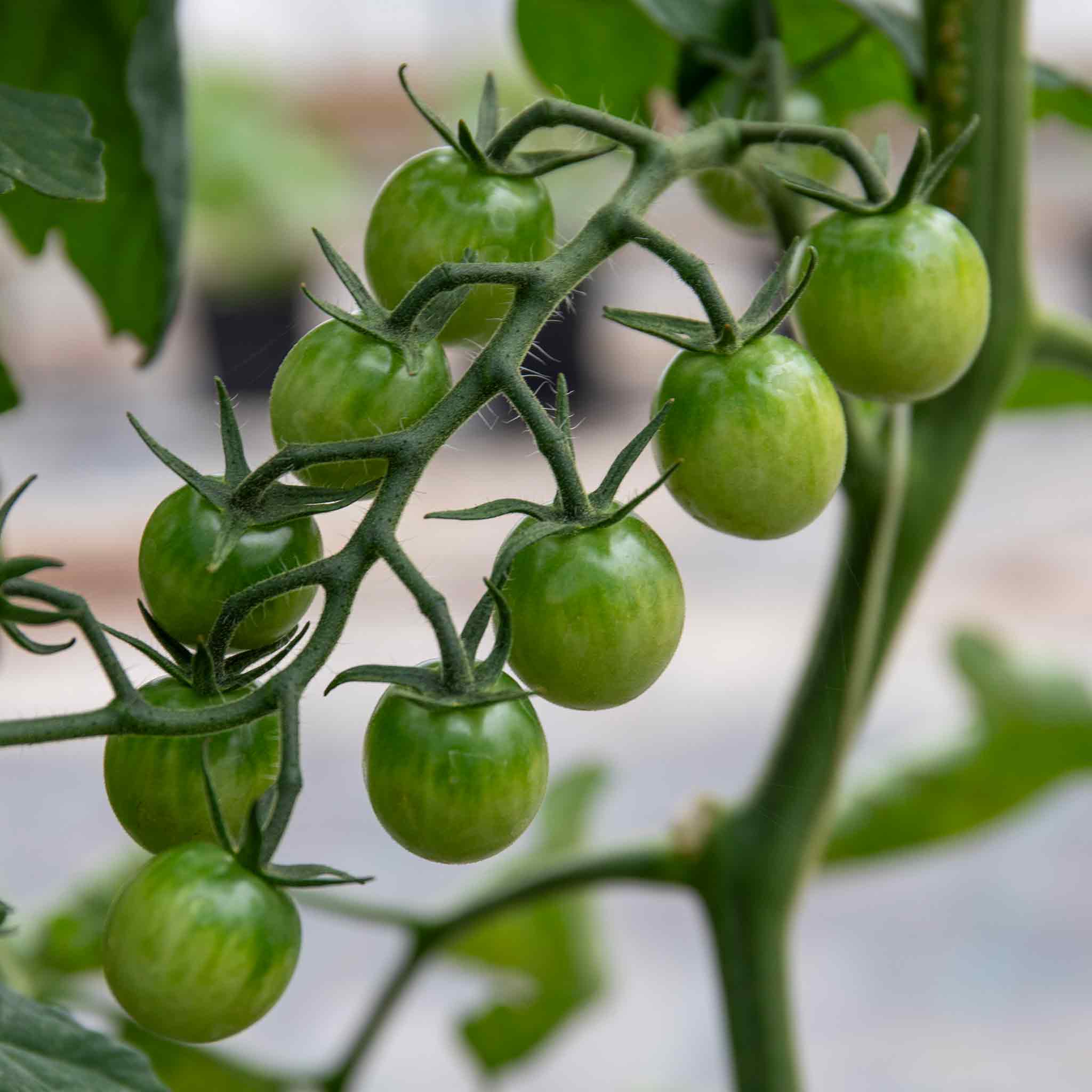 Tomato Seeds 'Honeycomb' | Marshalls Garden