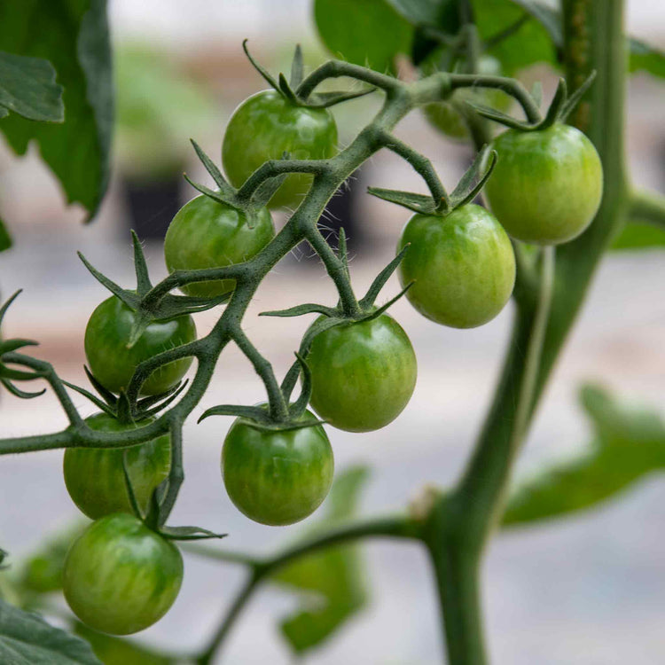 Cordon Tomato Plant 'Honeycomb'