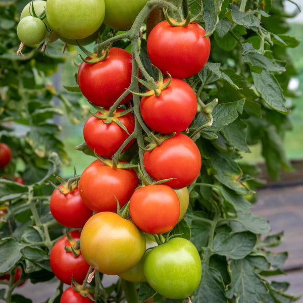 Cordon Tomato Plant 'Moneymaker'