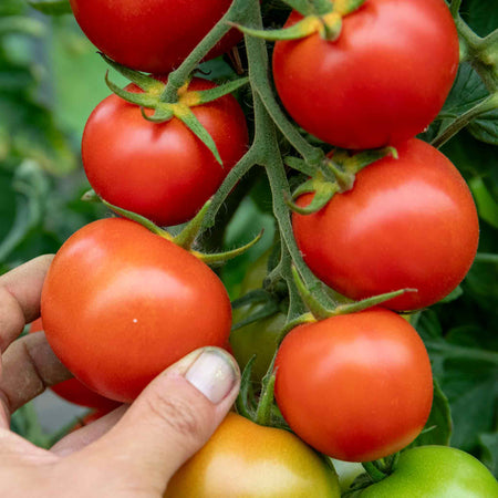 Cordon Tomato Plant 'Moneymaker'