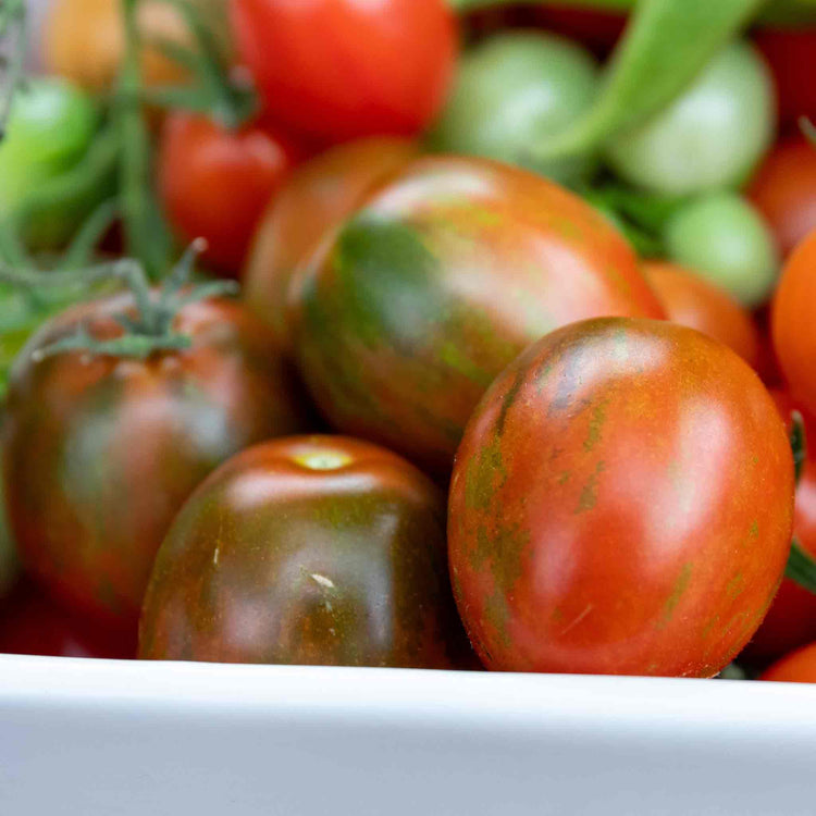 Cordon Tomato Plant 'Shimmer'