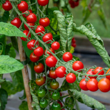 Cordon Tomato Plant 'Sweet Success F1'