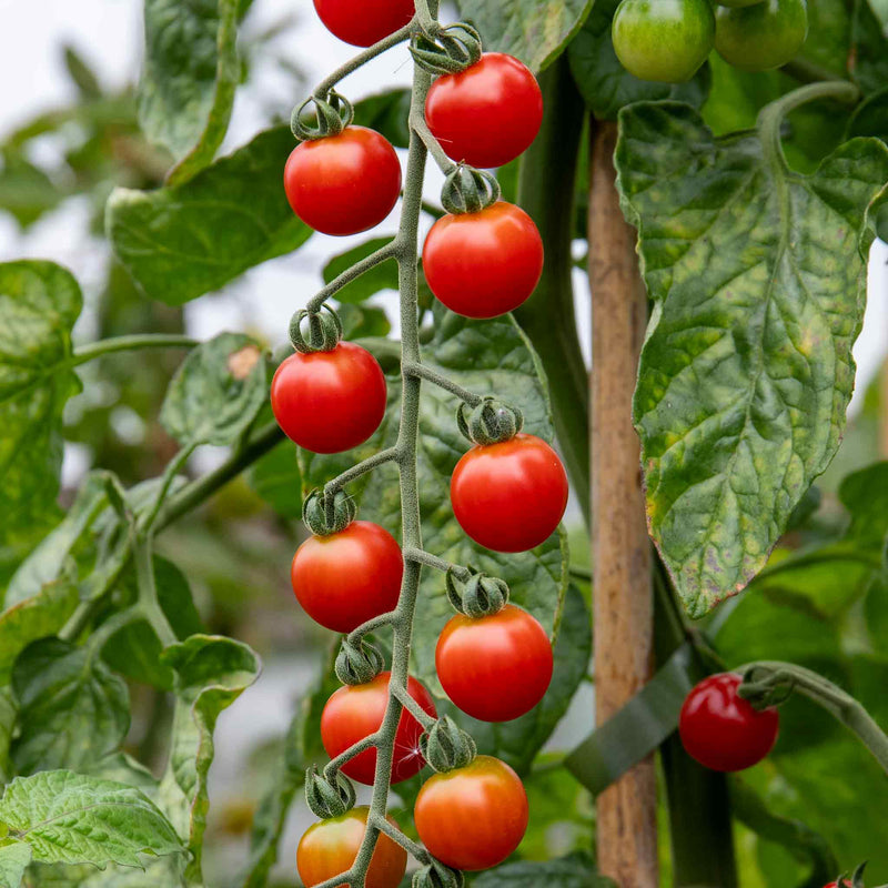 Cordon Tomato Plant 'Sweet Success F1'