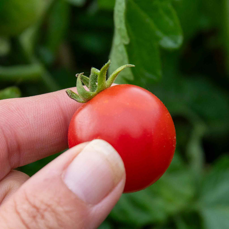 Cordon Tomato Plant 'Sweet Success F1'