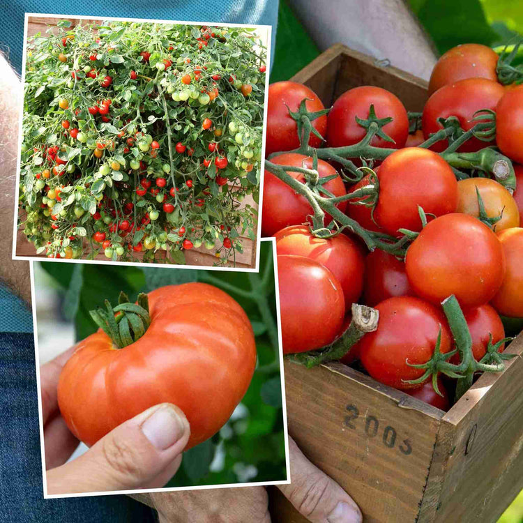 Tomato Plant 'Outdoor Collection'