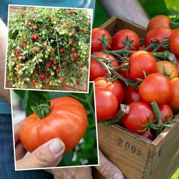 Tomato Plant 'Outdoor Collection'