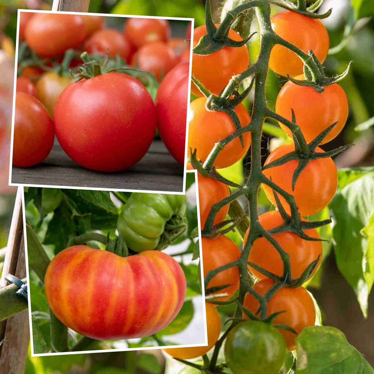 Tomato Plant 'Sweetest Collection'