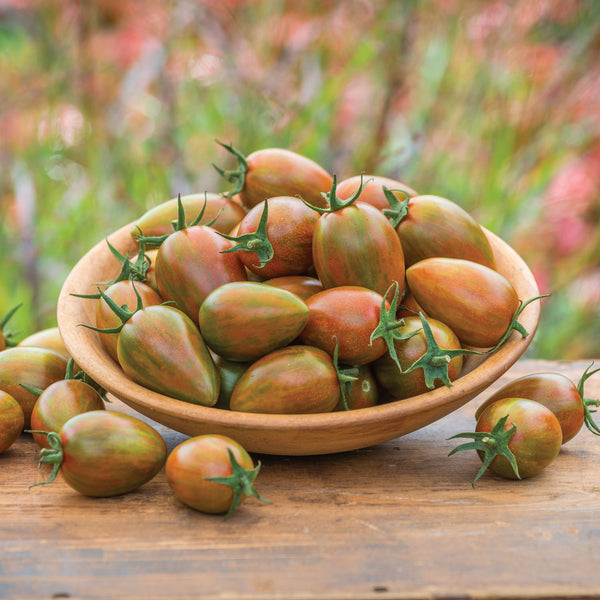 Cordon Tomato Plant 'Shimmer'