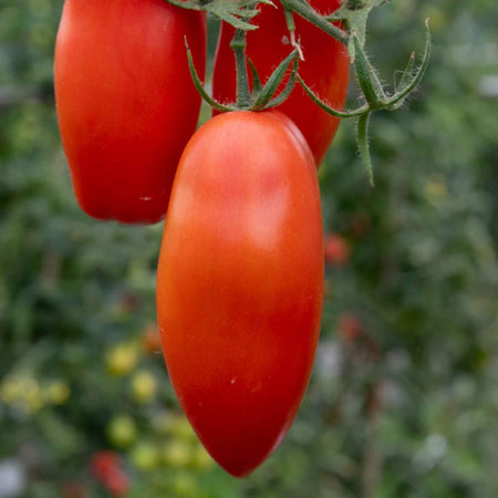 Tomato Seeds 'Giulietta'