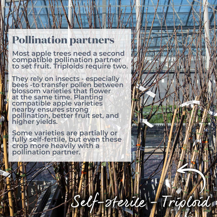 Apple Tree 'Ashmeads Kernal'