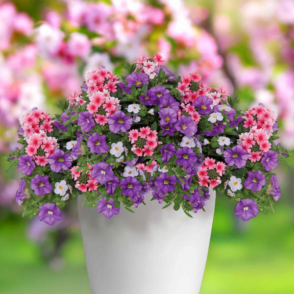 Basket and Container Collection 'Blueberry Parfait'