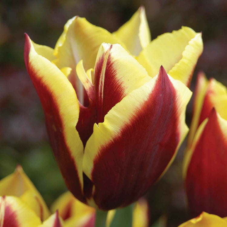 Tulip Bulbs 'Gavota'