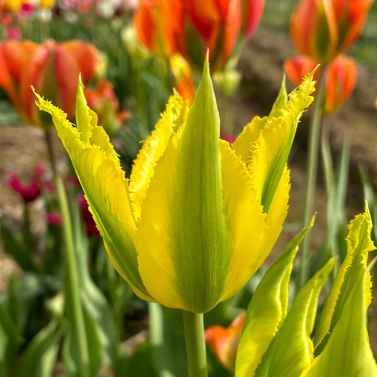 Tulip Bulbs 'Green Mile'