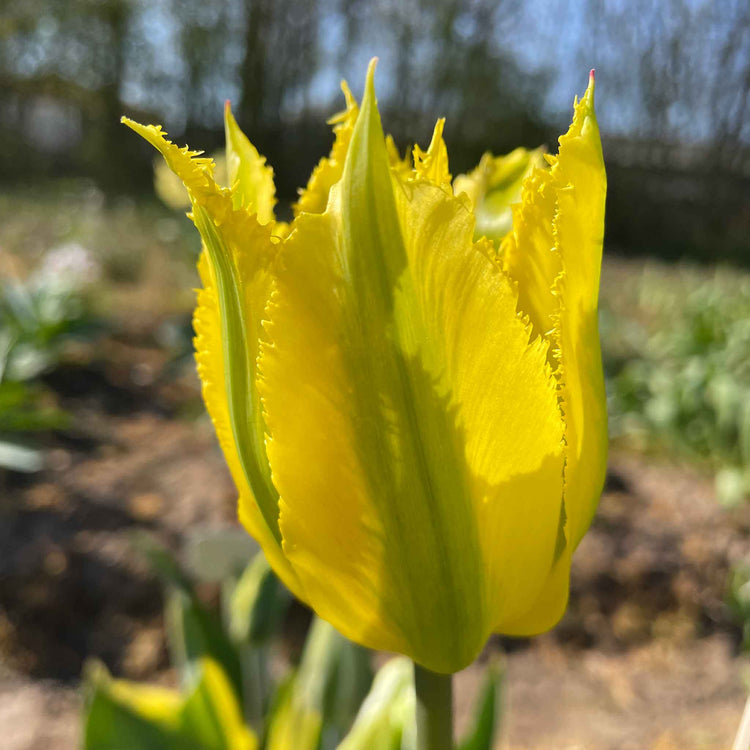 Tulip Bulbs 'Green Mile'