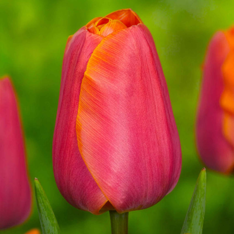 Tulip Bulbs 'Jimmy'